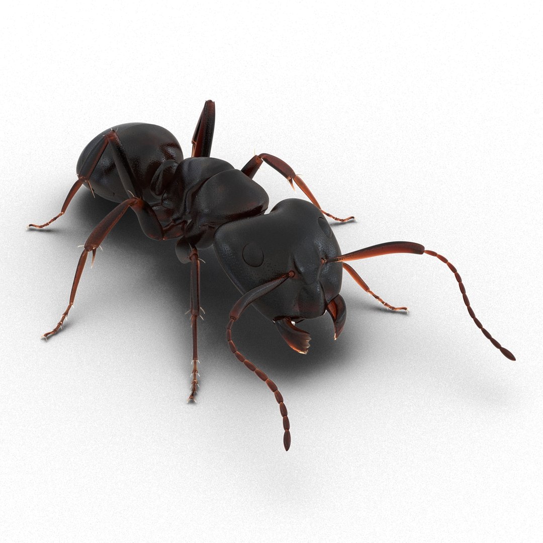 3d model black ant pose 3 https://p.turbosquid.com/ts-thumb/ai/bql2jH/O4XvdHlH/blackant3dmodel02/jpg/1454182771/1920x1080/fit_q87/5eb6d95439285efbeb2f8880adf24624ef4cc0e6/blackant3dmodel02.jpg