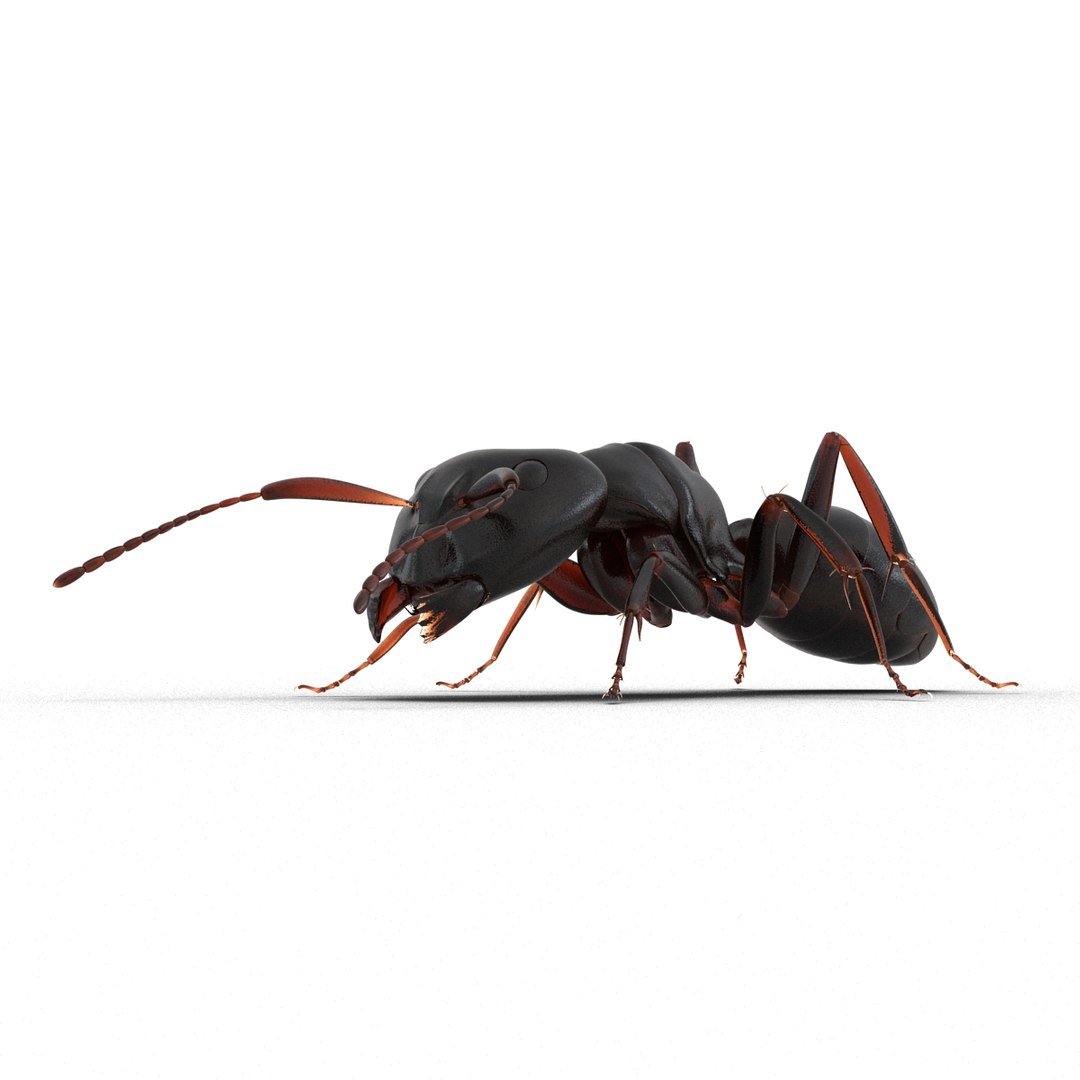 3d model black ant pose 3 https://p.turbosquid.com/ts-thumb/ai/bql2jH/OLFr1V5W/blackant3dmodel11/jpg/1454182772/1920x1080/fit_q87/6b4dc76703ed60661e32586dbd0c09d3ffbe0122/blackant3dmodel11.jpg