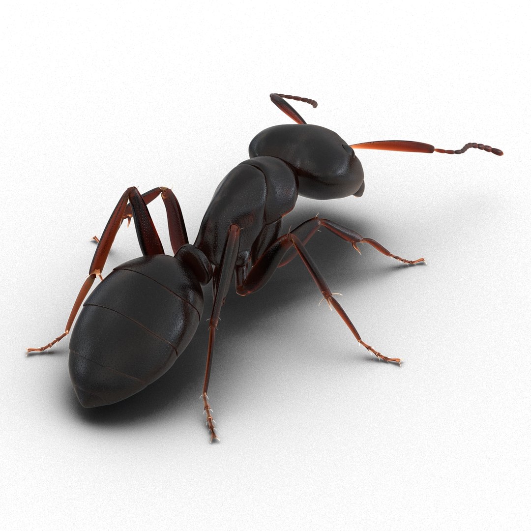 3d model black ant pose 3 https://p.turbosquid.com/ts-thumb/ai/bql2jH/Syx5pmiu/blackant3dmodel05/jpg/1454182771/1920x1080/fit_q87/5dceb520ac0882235c455ccb5ee4a76924ec43b9/blackant3dmodel05.jpg