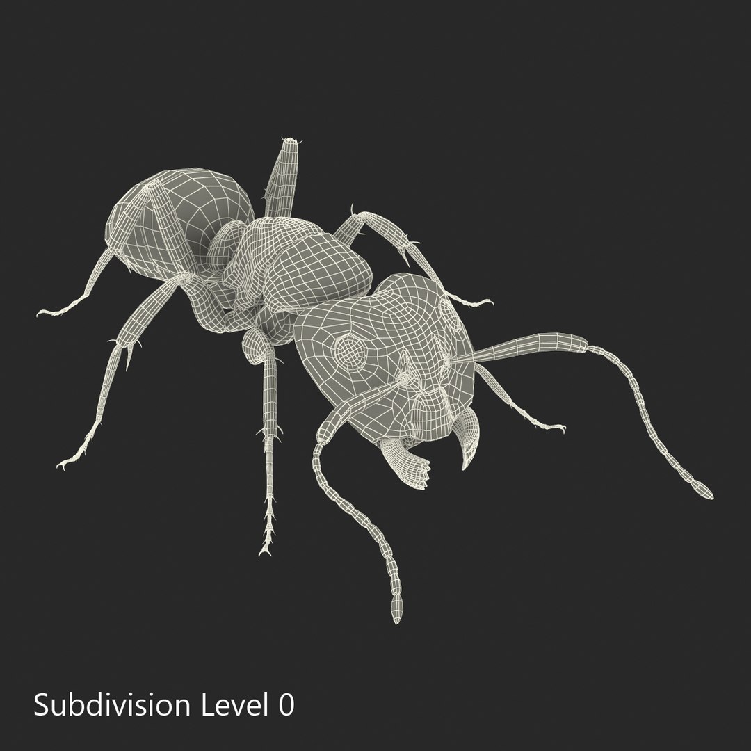 3d model black ant pose 3 https://p.turbosquid.com/ts-thumb/ai/bql2jH/V0S01hKW/blackant3dmodel23/jpg/1454182773/1920x1080/fit_q87/c02d8f5249afe9b5ae33afdaa3f2c705157fc4c2/blackant3dmodel23.jpg