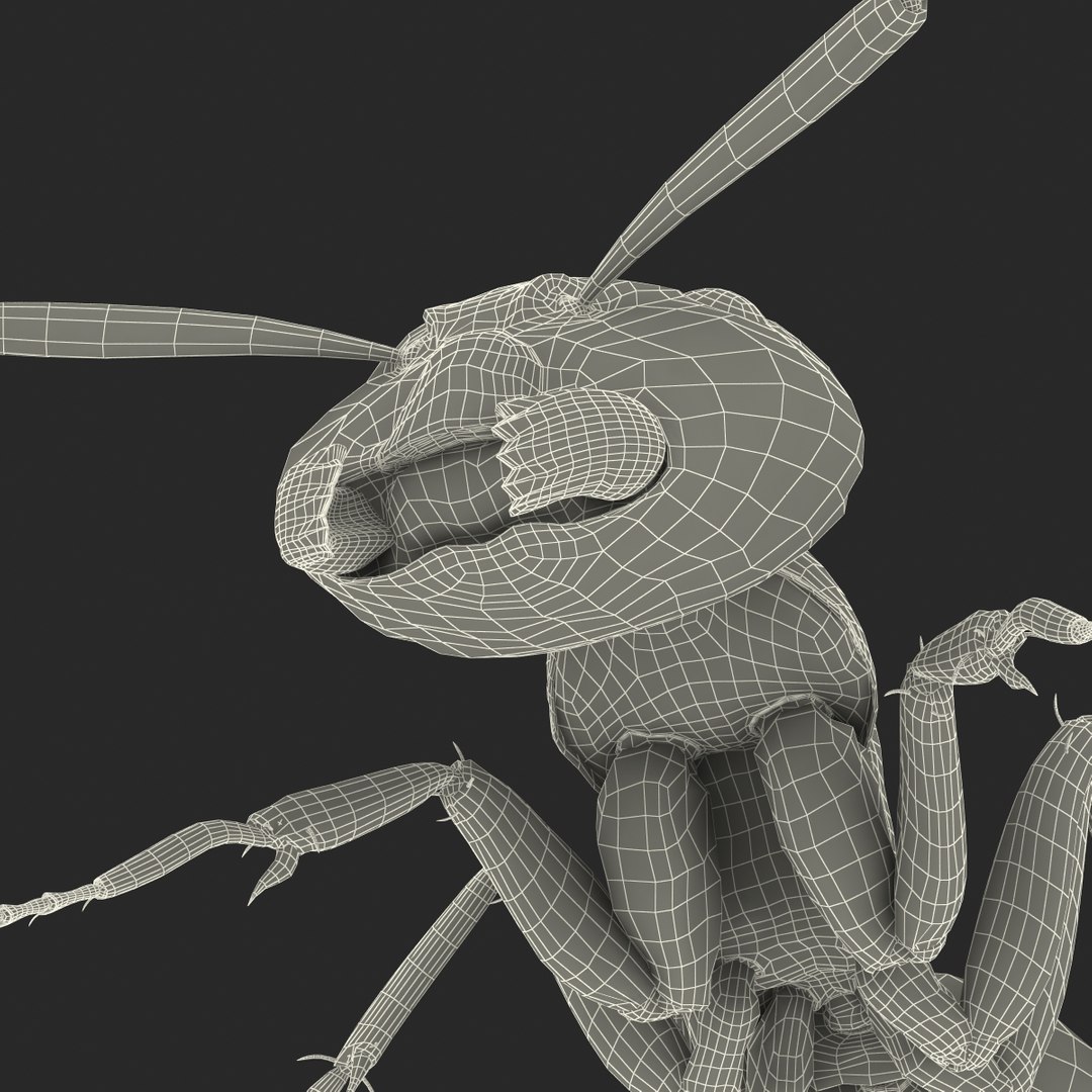 3d model black ant pose 3 https://p.turbosquid.com/ts-thumb/ai/bql2jH/dbcl1Lah/blackant3dmodel38/jpg/1454182775/1920x1080/fit_q87/1b3358f0eb003060192fbf25b623d243cdbec936/blackant3dmodel38.jpg