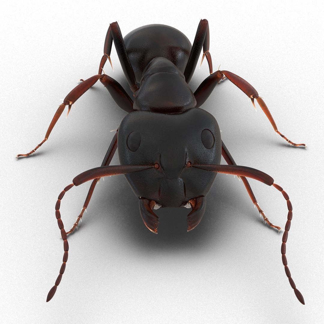 3d model black ant pose 3 https://p.turbosquid.com/ts-thumb/ai/bql2jH/mBtMCHkc/blackant3dmodel07/jpg/1454182771/1920x1080/fit_q87/fa66baa356640fc38584ce4f3326309fbc46739c/blackant3dmodel07.jpg