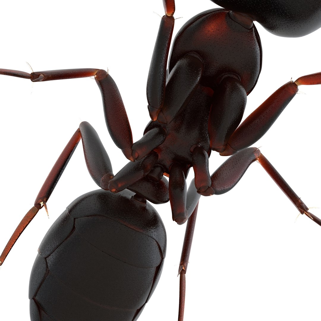 3d model black ant pose 3 https://p.turbosquid.com/ts-thumb/ai/bql2jH/oEVgLPme/blackant3dmodel18/jpg/1454182773/1920x1080/fit_q87/2184535bb1c8a5543528a80c4a3885e48abf5b58/blackant3dmodel18.jpg