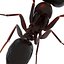 Black Ant Pose 3