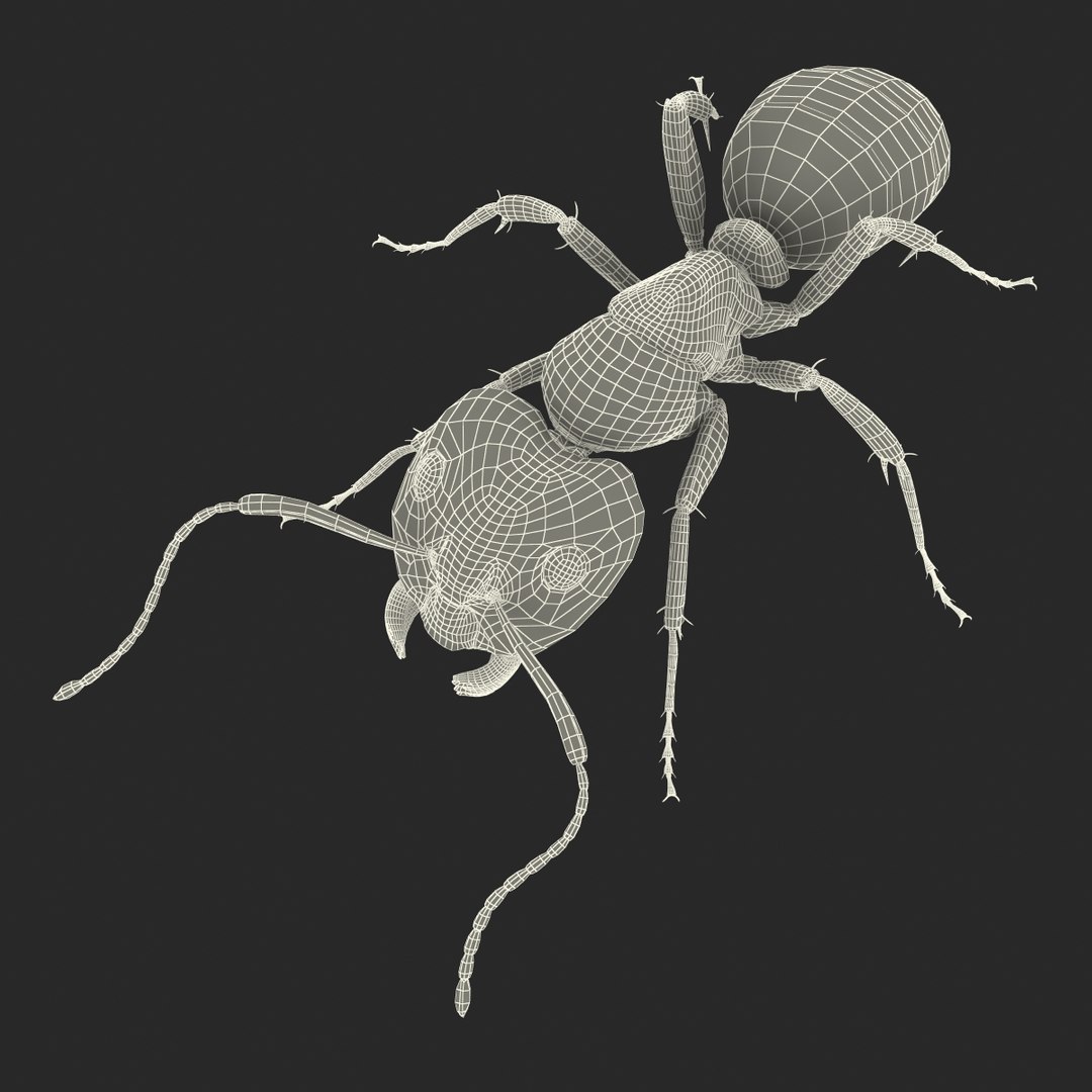 3d model black ant pose 3 https://p.turbosquid.com/ts-thumb/ai/bql2jH/oKpD5eqx/blackant3dmodel30/jpg/1454182774/1920x1080/fit_q87/80304adc8634dc269ac469f86917e2f1a3677f21/blackant3dmodel30.jpg