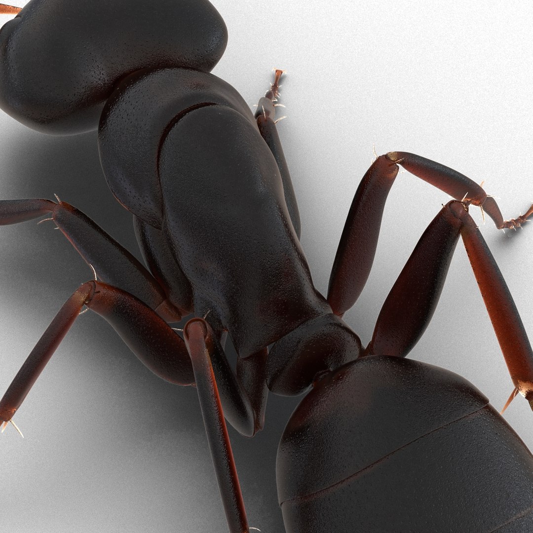 3d model black ant pose 3 https://p.turbosquid.com/ts-thumb/ai/bql2jH/q1VuSSBw/blackant3dmodel17/jpg/1454182773/1920x1080/fit_q87/2756c4225bd3e8025b24038e8f5d0c9aad2cb611/blackant3dmodel17.jpg