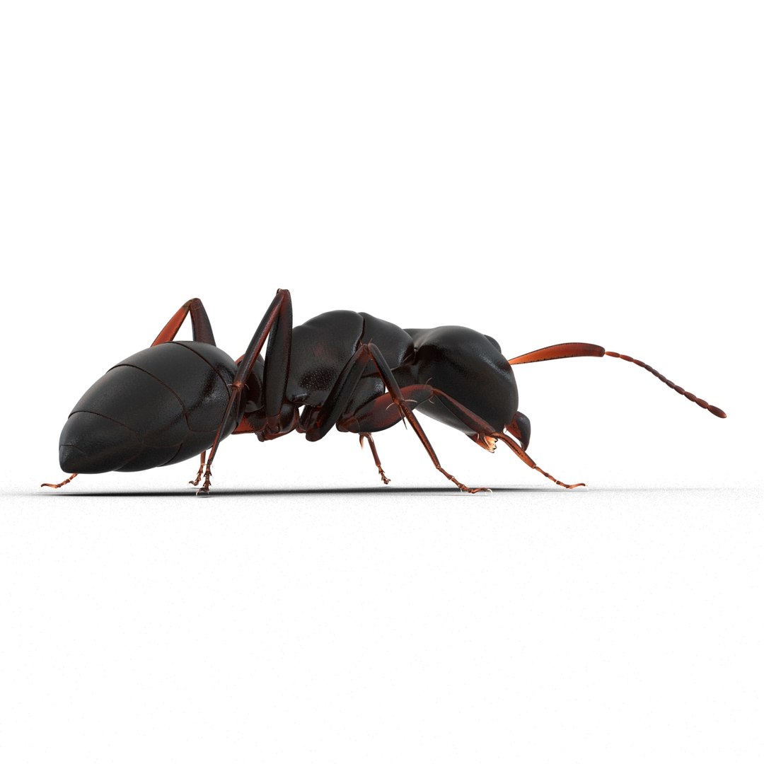3d model black ant pose 3 https://p.turbosquid.com/ts-thumb/ai/bql2jH/xVP75rKD/blackant3dmodel12/jpg/1454182772/1920x1080/fit_q87/e38bfa46ef292378c8495982eb42e18912592bd0/blackant3dmodel12.jpg