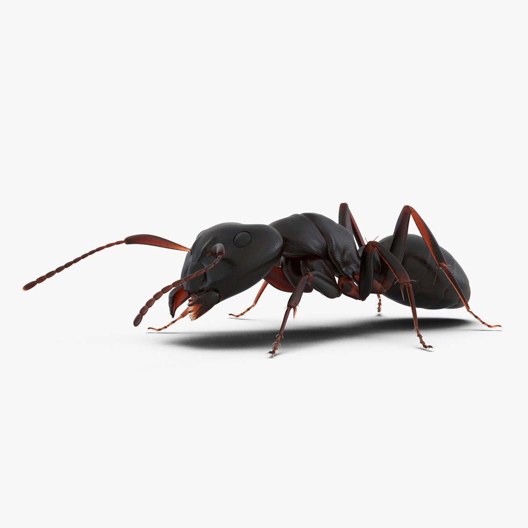 Black Ant Pose 3 3D model preview