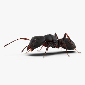 Black Ant Pose 3