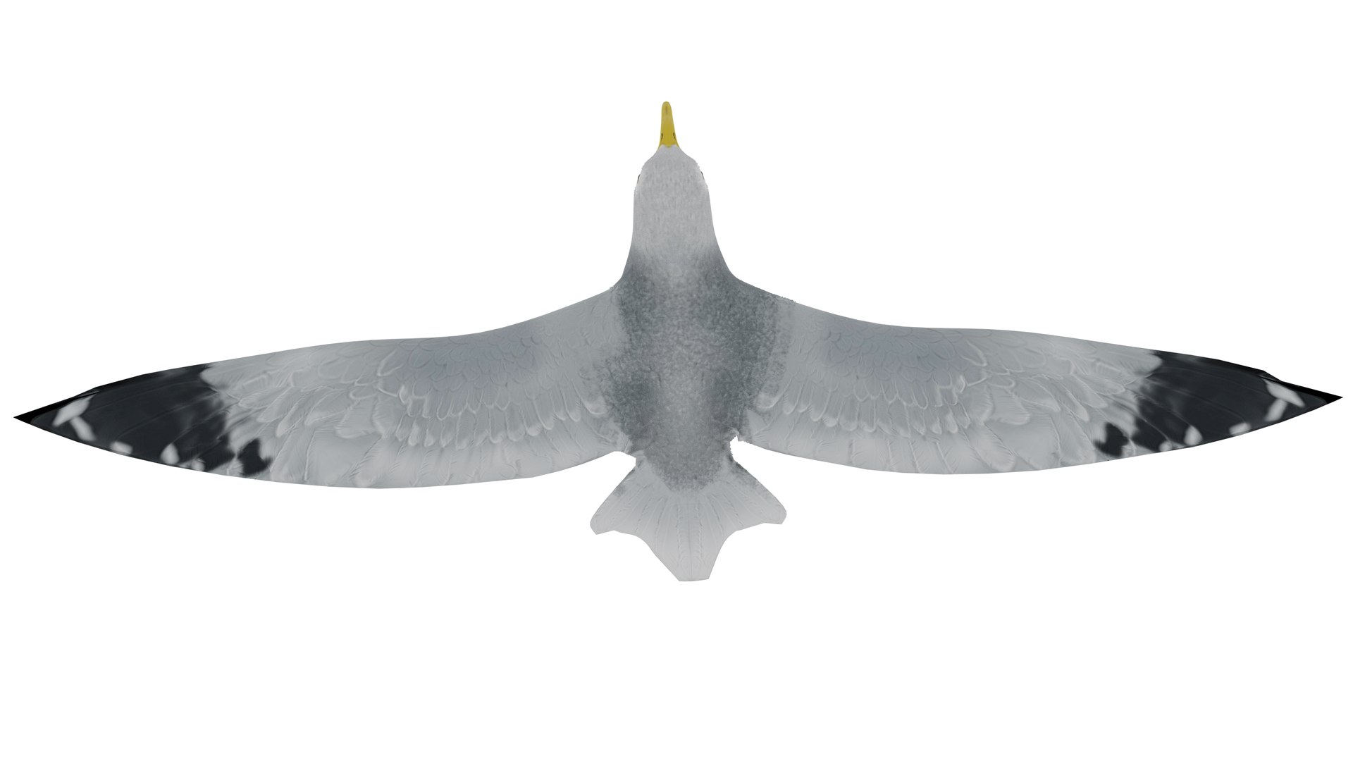 3D Model SeaGull - TurboSquid 1764471