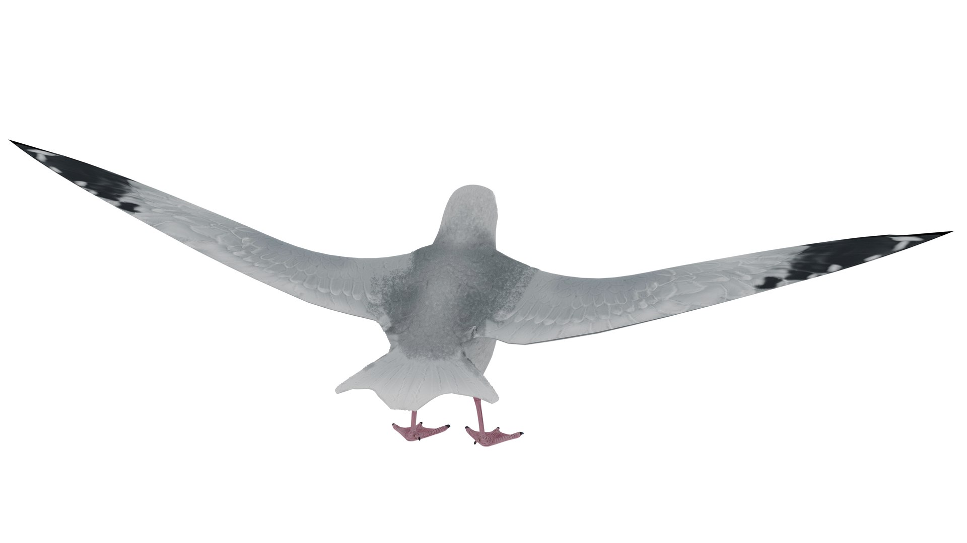 3D Model SeaGull - TurboSquid 1764471