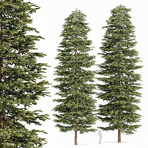 Black Spruce Picea Mariana Pine 3D model