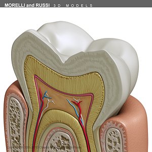 tooth section 3d model