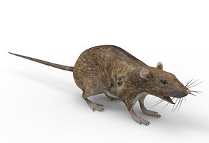 3D rat rigged