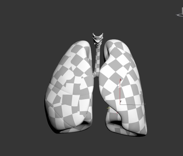 3D humman lungs - TurboSquid 1504992