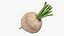 Raw Sugar Beet with Stem White Fur