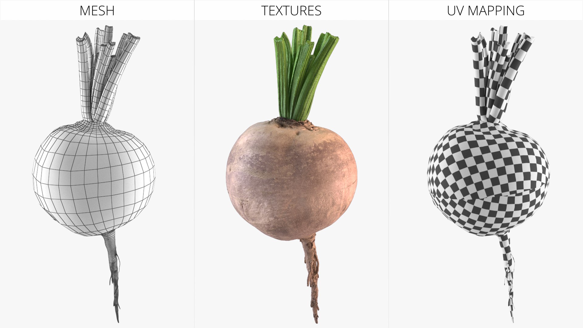 Raw Sugar Beet with Stem White Fur 3D model https://p.turbosquid.com/ts-thumb/aj/VB48Ln/bJ/raw_sugar_beet_with_stem_white_fur_008/jpg/1783976891/1920x1080/fit_q87/598a6b9ed90248e785092035ff82cc9f658fcfa5/raw_sugar_beet_with_stem_white_fur_008.jpg