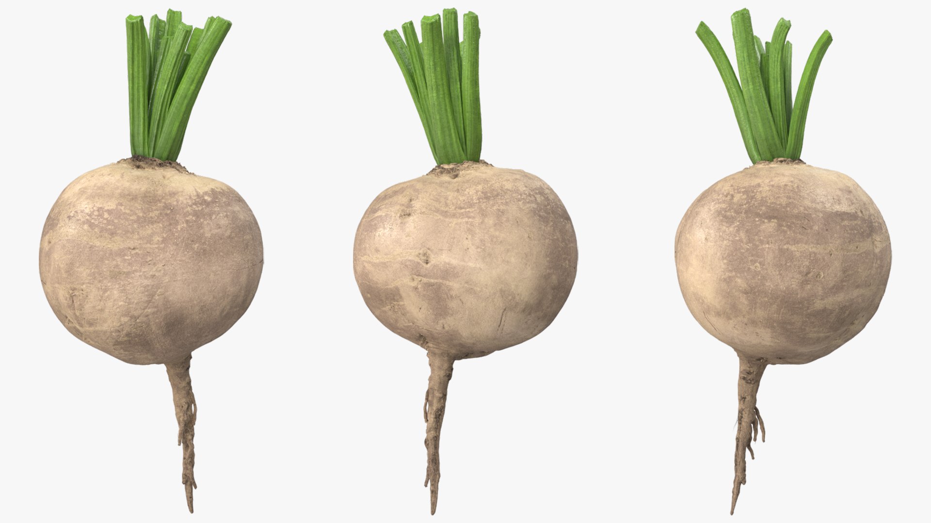 Raw Sugar Beet with Stem White Fur 3D model https://p.turbosquid.com/ts-thumb/aj/VB48Ln/cN/raw_sugar_beet_with_stem_white_fur_005/jpg/1783976882/1920x1080/fit_q87/bf47c6bc87f9d95c7e01963fe8d546a3e4a91a22/raw_sugar_beet_with_stem_white_fur_005.jpg