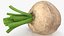 Raw Sugar Beet with Stem White Fur