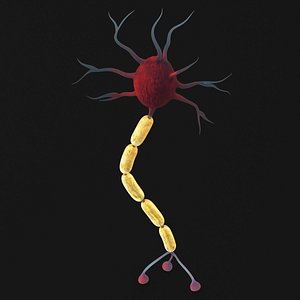 Myelinated Neuron Cell with Axon Terminals