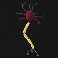 Myelinated Neuron Cell with Axon Terminals
