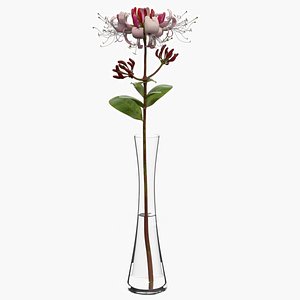 3D Honeysuckle Flower Branch in Glass Vase with Water Pink White model