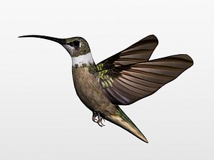 humming bird 3d max