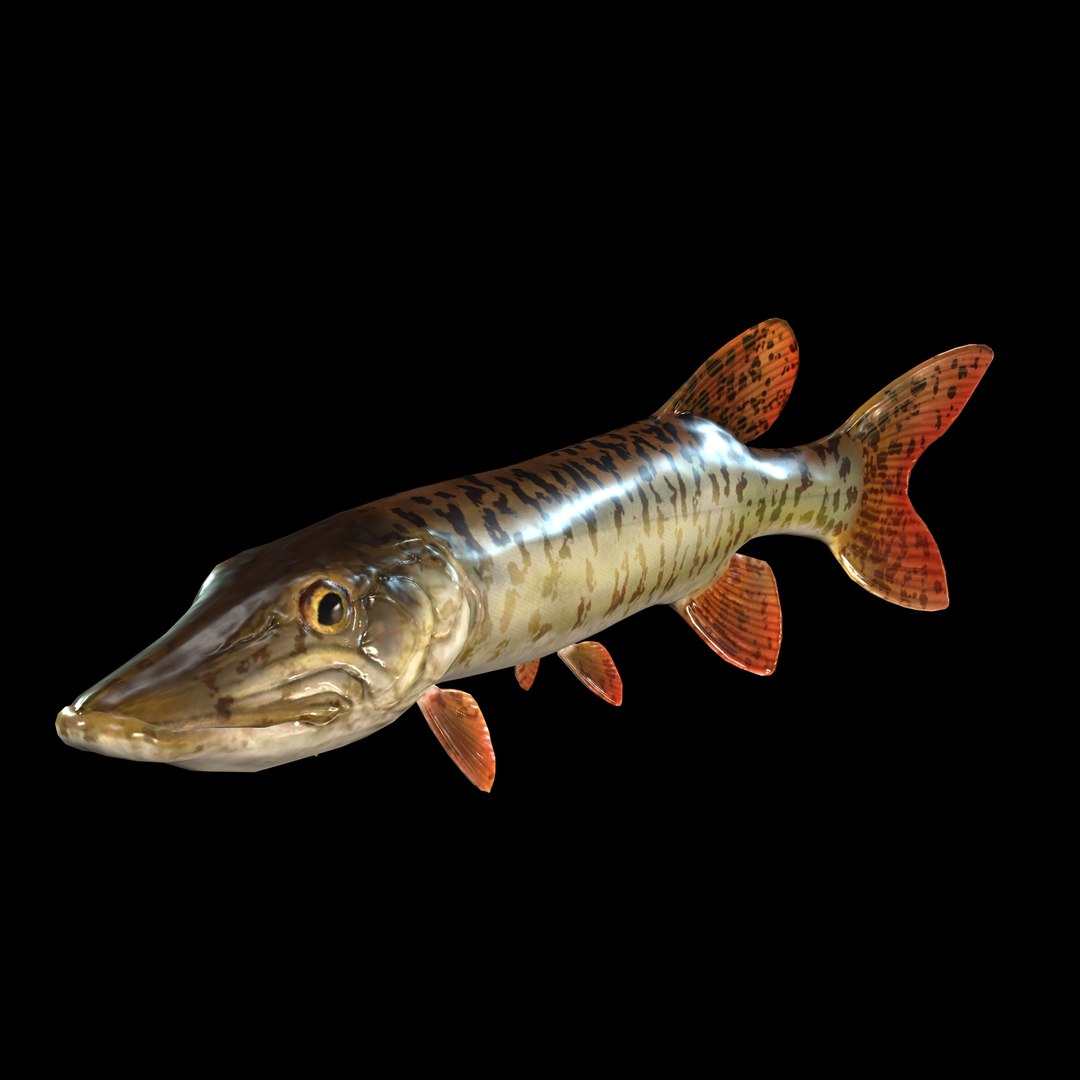 3D PIKE FISH Esox Masquinongy FISH ANIMAL SEA Model - TurboSquid 2210935