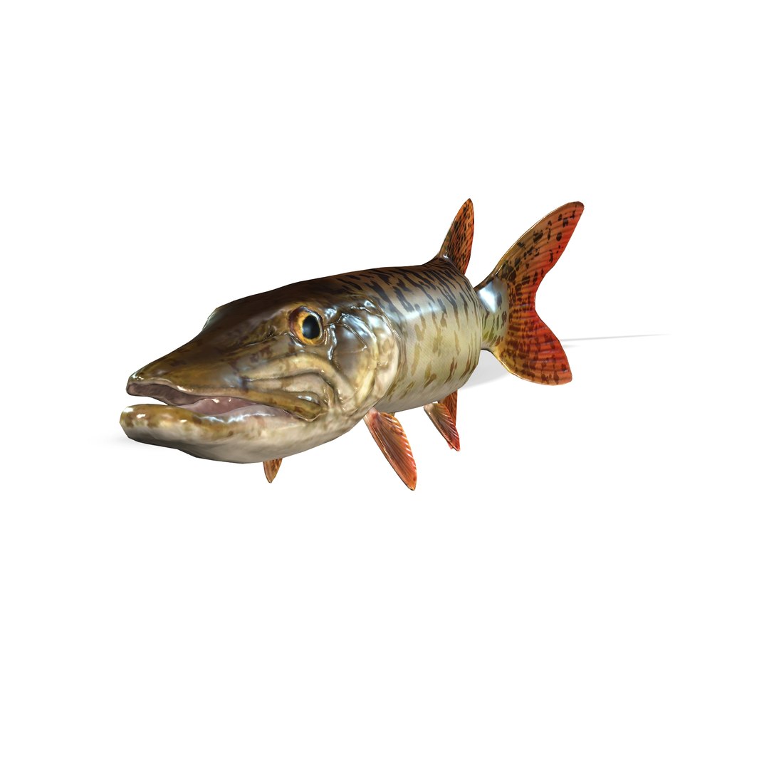 3D PIKE FISH Esox Masquinongy FISH ANIMAL SEA Model - TurboSquid 2210935