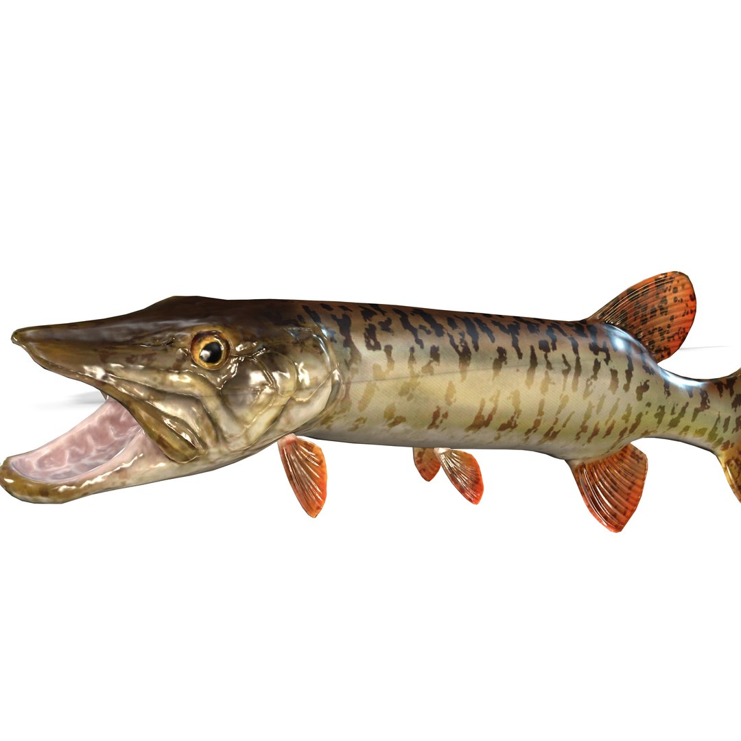 3D PIKE FISH Esox Masquinongy FISH ANIMAL SEA Model - TurboSquid 2210935