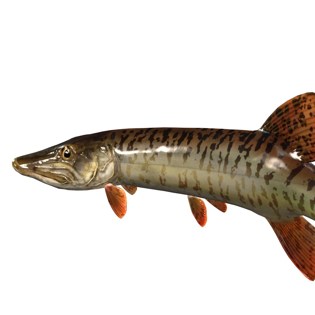 3D PIKE FISH Esox Masquinongy FISH ANIMAL SEA Model - TurboSquid 2210935