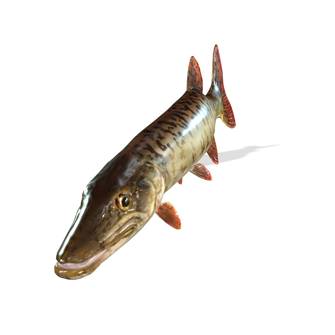 3D PIKE FISH Esox Masquinongy FISH ANIMAL SEA Model - TurboSquid 2210935