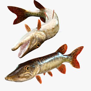 PIKE FISH Esox masquinongy FISH ANIMAL SEA