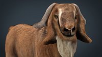 Domestic Goat