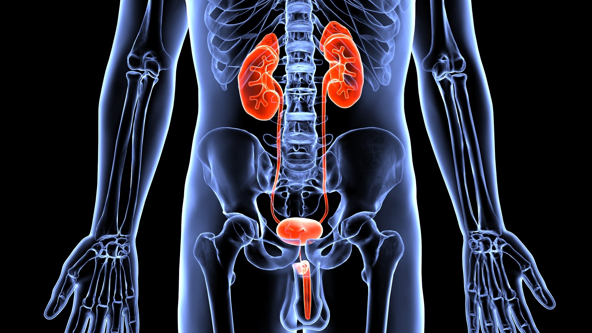 3d Urinary System And Kidneys - Turbosquid 1834134