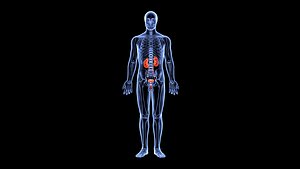 Urinary System and Kidneys