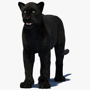 Black Panther Fur 3D model