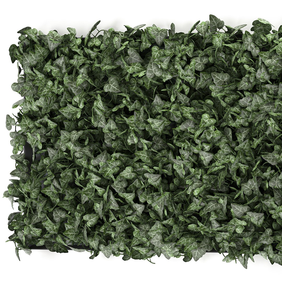 3D model corner green wall phytowall https://p.turbosquid.com/ts-thumb/ak/9xdNZn/O5b5JR5T/ivy0210202001/jpg/1601840323/1920x1080/fit_q87/f19b7525596b9164e3be665ace66dbef778ecbac/ivy0210202001.jpg