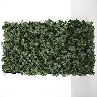 Hedera phytowall for corner 62