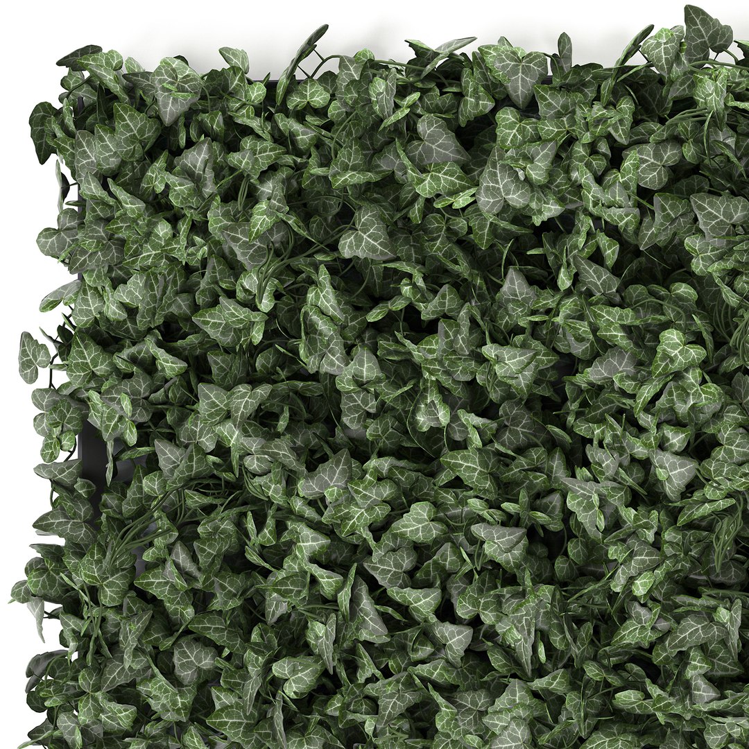 3D model corner green wall phytowall https://p.turbosquid.com/ts-thumb/ak/9xdNZn/xbpkhNyu/ivy0210202004/jpg/1601840324/1920x1080/fit_q87/c8b79d1bc13e30b4a693e5c048d734cc5abe1834/ivy0210202004.jpg