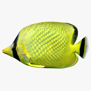 latticed butterfly fish 3d 3ds