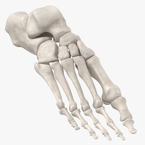Real Human Foot Bones Anatomy 01 White