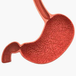 stomach anatomy model