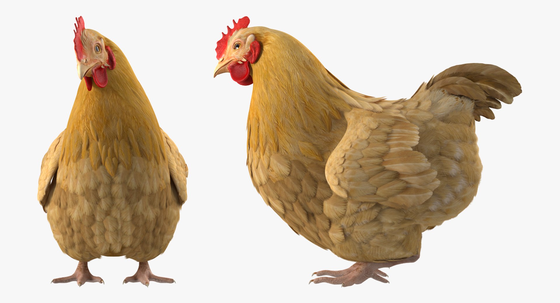 Chicken Rigged 3D Model - TurboSquid 1157386