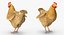 chicken rigged 3D model