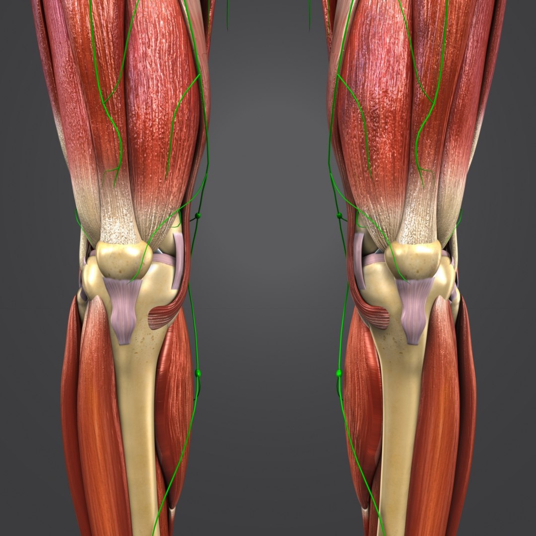 Muscles lymph nodes skeleton 3D model - TurboSquid 1273809