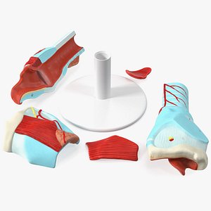 Disassembled Medical Model of Larynx