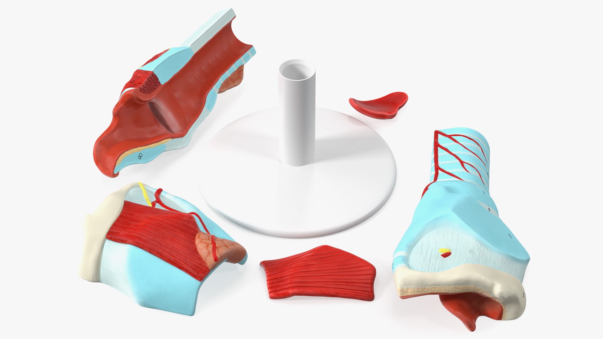 Disassembled Medical Model of Larynx 3D model preview
