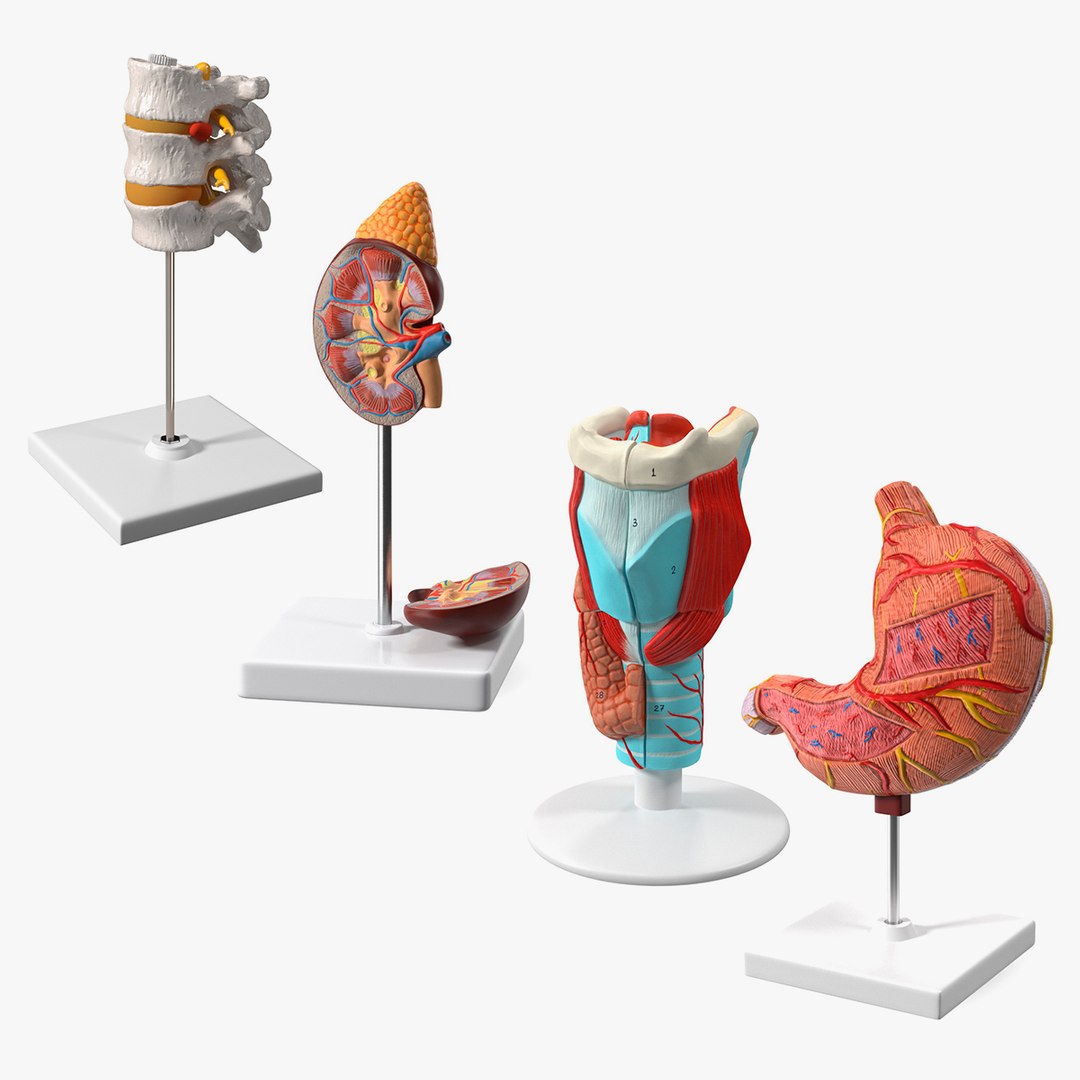 Medical Models Collection 3 3D model preview