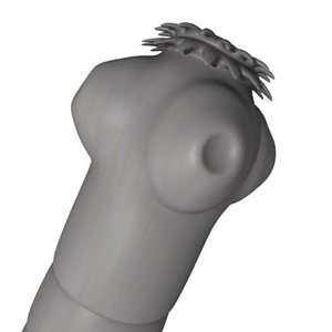 3d model of tapeworm tape worm